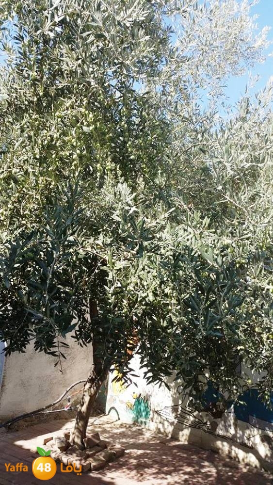 alkeram zatoon3 (13).jpg